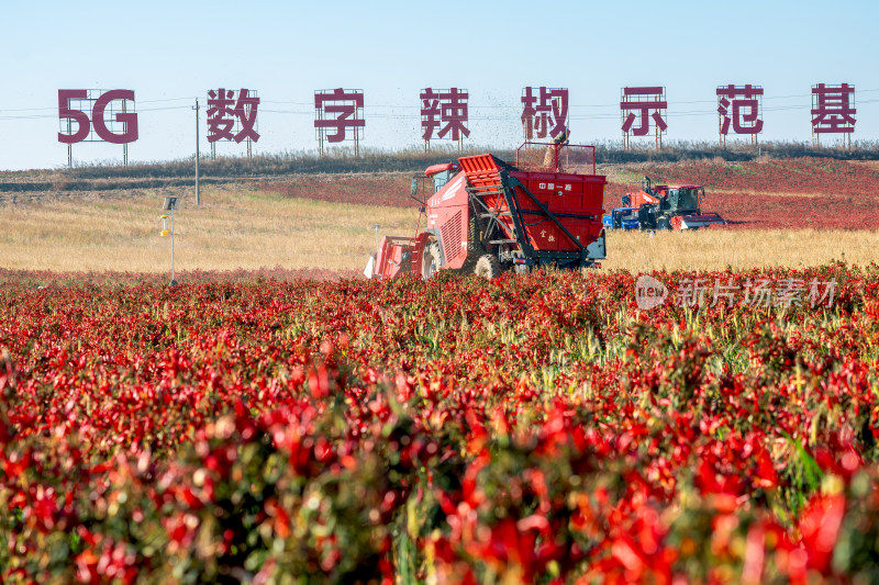 5G数字辣椒种植基地丰收航拍