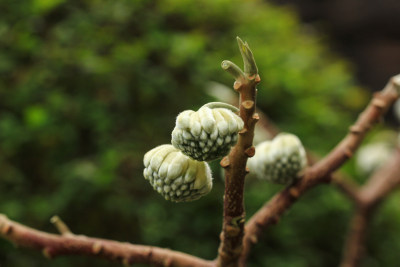 结香花花蕾实拍素材