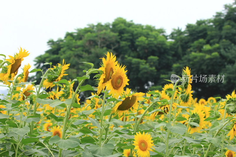 向日葵花太阳花