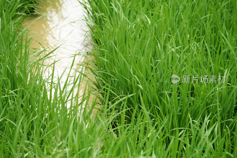 生机勃勃的水田中生长着茂盛的秧苗