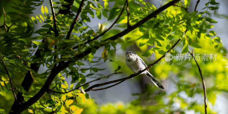 银喉长尾山雀（Aegithalos glaucogularis）