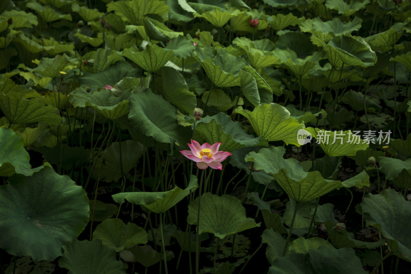 夏季公园荷塘荷叶丛中荷花特写