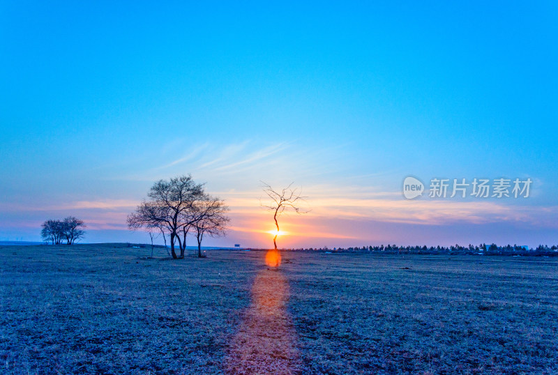 内蒙古呼伦贝尔海拉尔草原日落夕阳与枯树