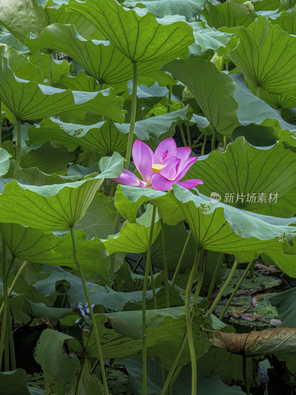 浙江省杭州市西湖景区