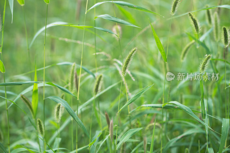 野狗的尾巴草