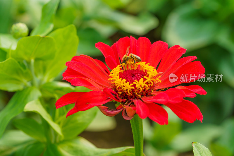 大面积种植的多色鲜花