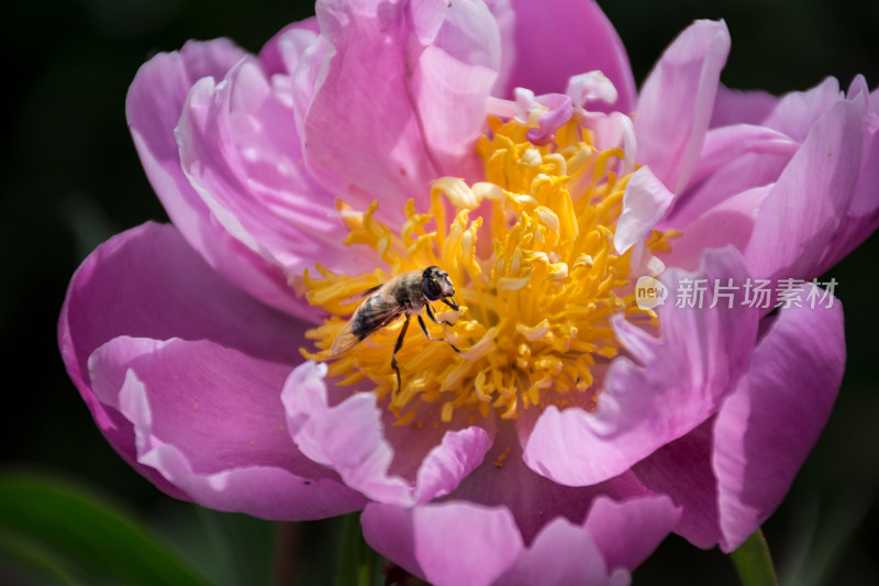蜜蜂在粉红色的玫瑰花采蜜