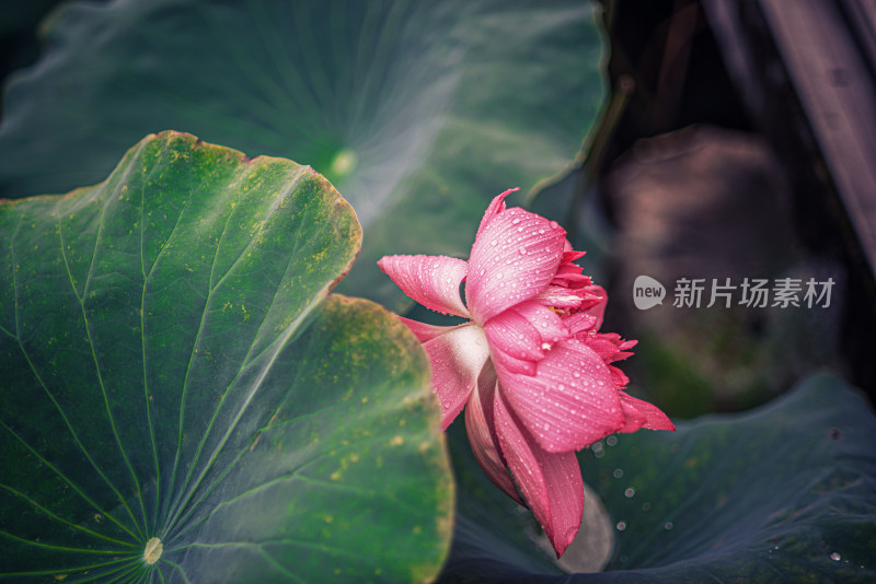 夏天雨后的荷花挂满水珠