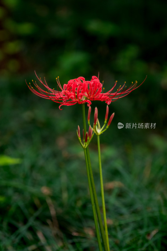 草丛中，盛开的彼岸花特写