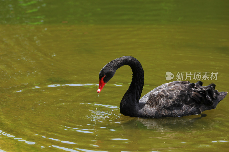 成都文化公园的黑天鹅