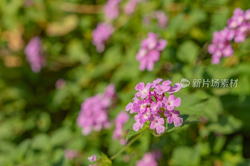 阳光下的蔓马缨丹花-柳州雀儿山公园