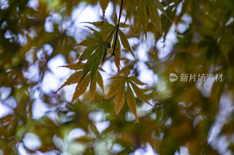 秋天枯黄树枝树叶