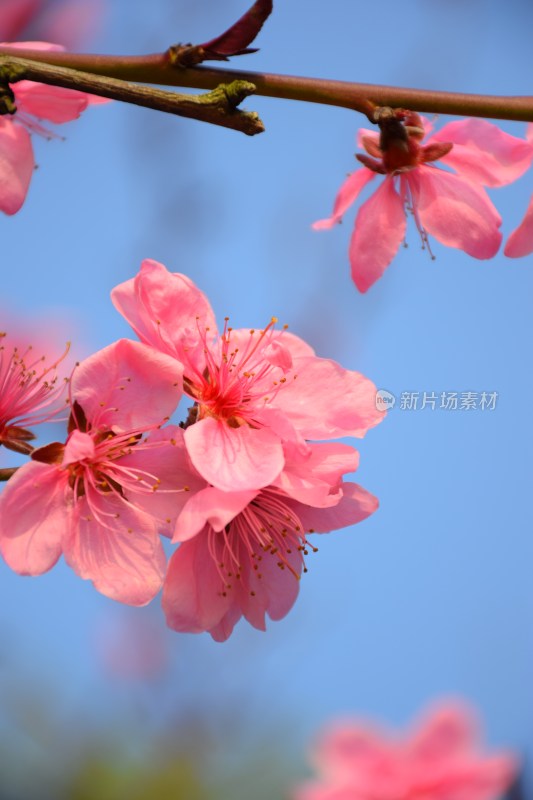 特写粉色桃花花朵