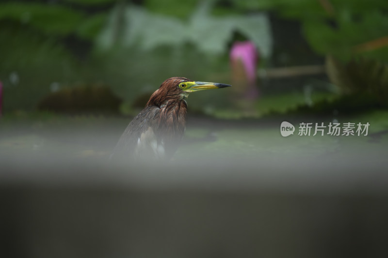 暴雨天池塘里全身湿透的池鹭