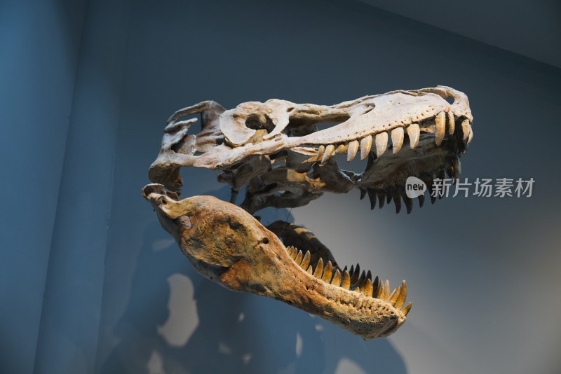 特暴龙头骨化石标本