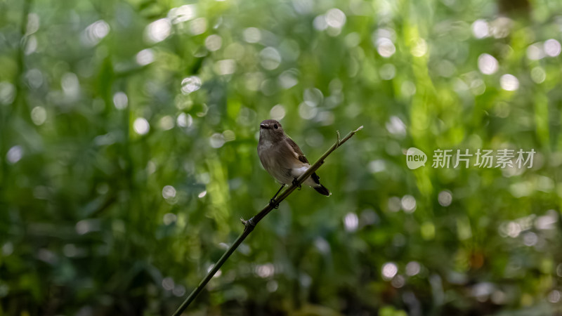 北红尾鸲（Phoenicurus auroreus）