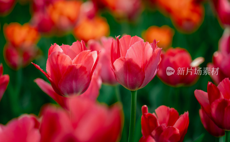 春天阳光下盛开的郁金香花朵