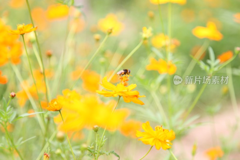 野菊花系列