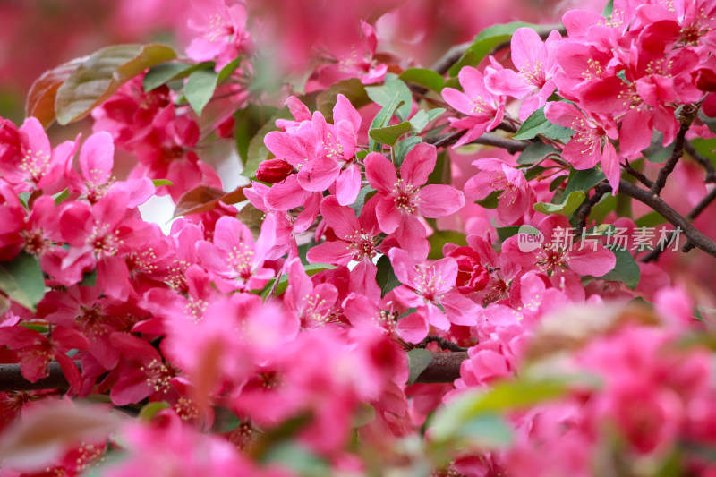 北京元大都海棠花溪