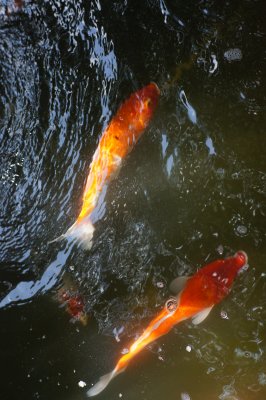 水下锦鲤金鱼