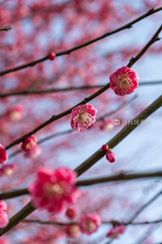 娇艳红梅盛开的花枝特写