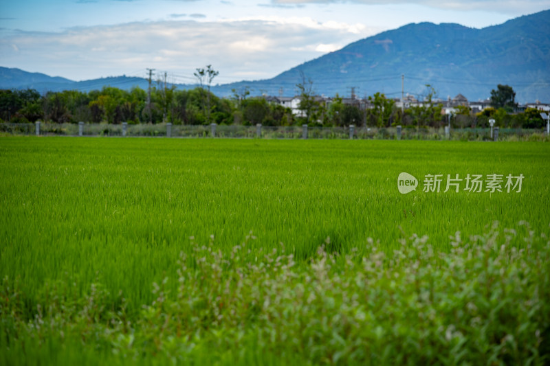 水稻稻田 水稻开花