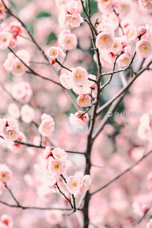 特写粉色梅花枝头绽放