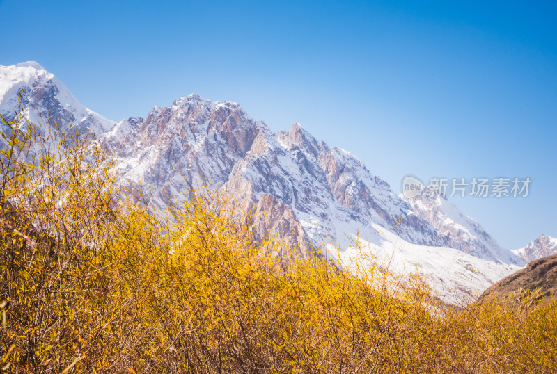 天山山脉雪山脚下秋色