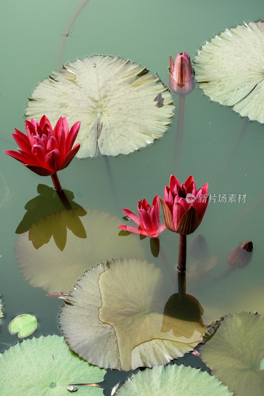 北京国家植物园睡莲