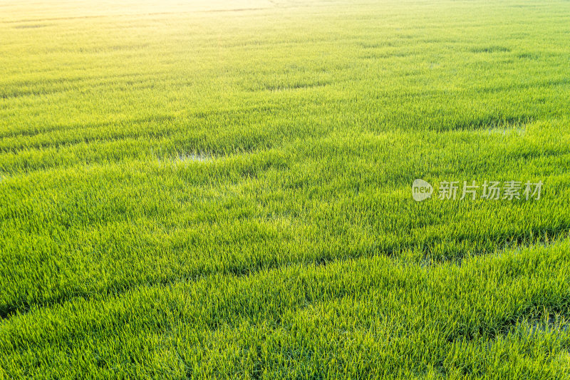 航拍水稻田地灌溉自然田园风光