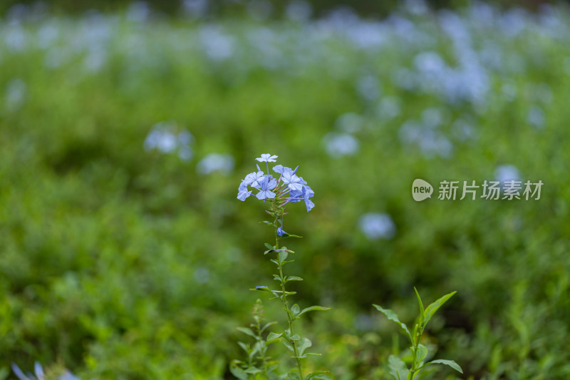 公园里的蓝雪花