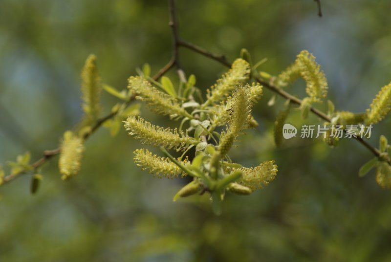 花草花卉