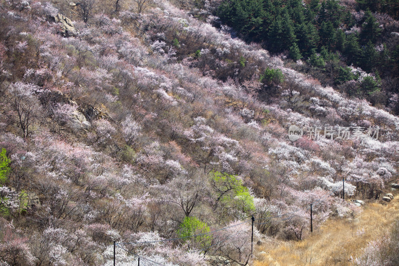 春天的山桃花开满山谷