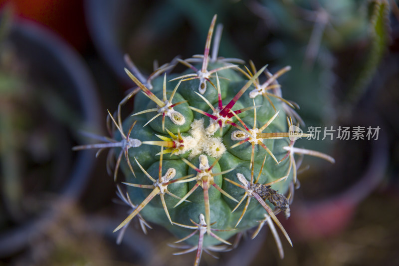 花花草草仙人植物