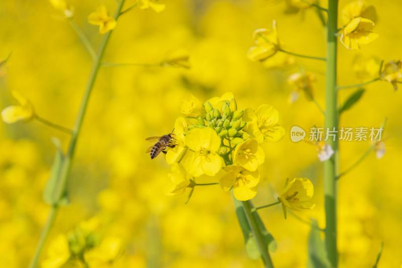 油菜花上采蜜蜜蜂特写镜头