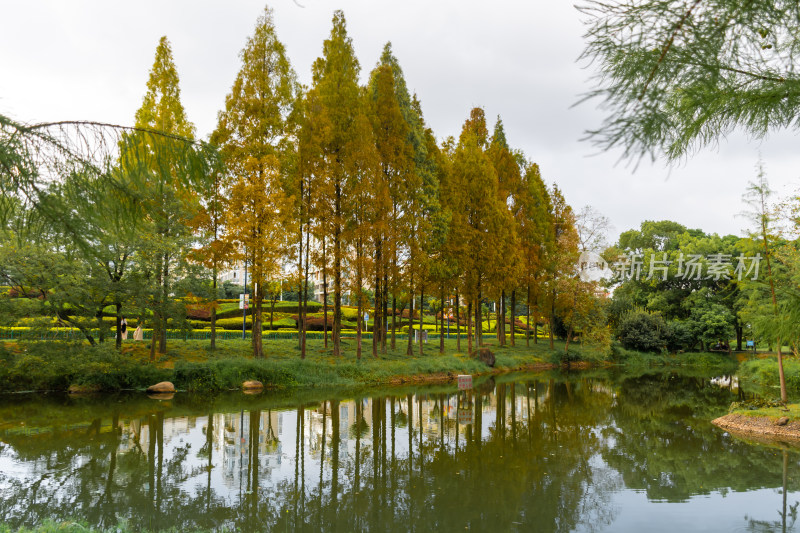 秋景 金秋 落叶 水杉