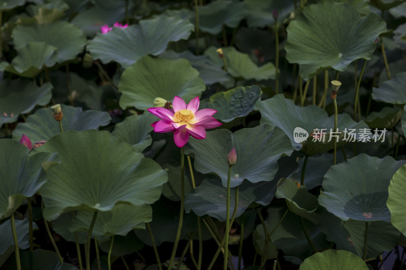 夏季公园荷塘荷叶丛中荷花特写