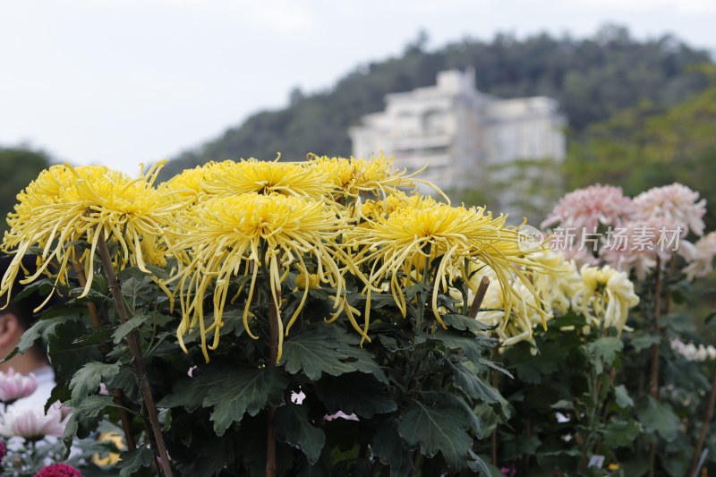 黄色菊花 丝状菊花 金丝菊花 