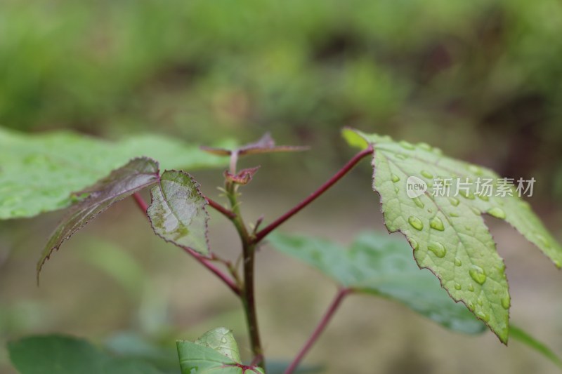 绿色植物特写