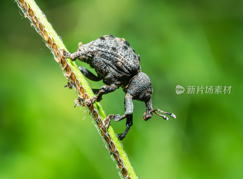 微距下的黑色象鼻虫