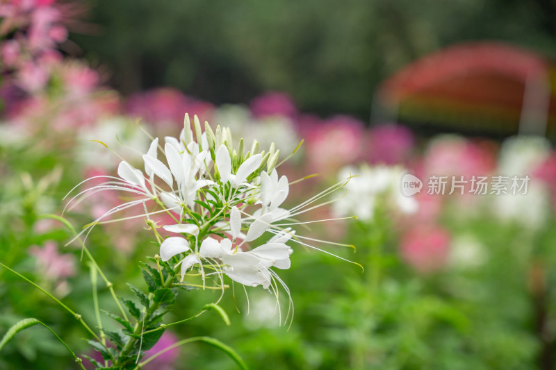 贵州醉碟花花海