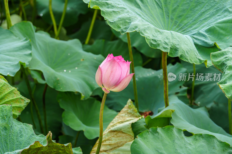 含苞待放的荷花