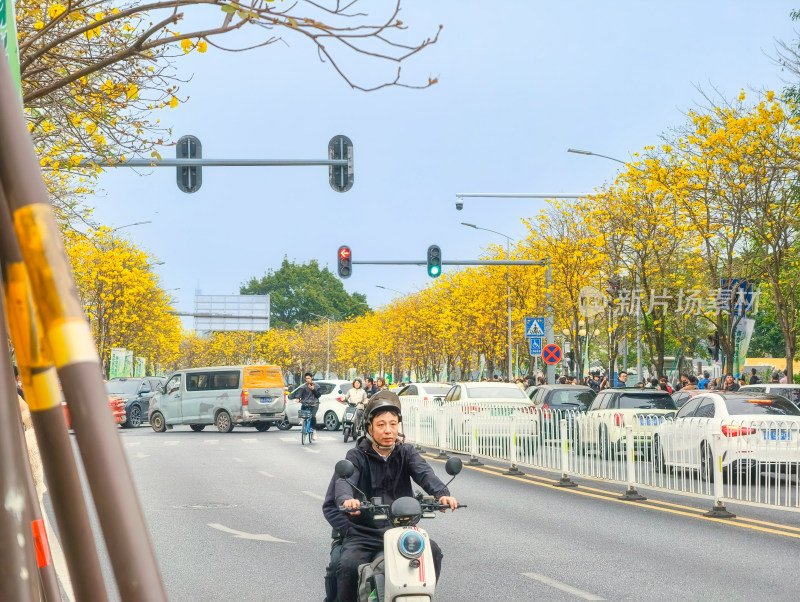 城市街道盛开黄花风铃木景象