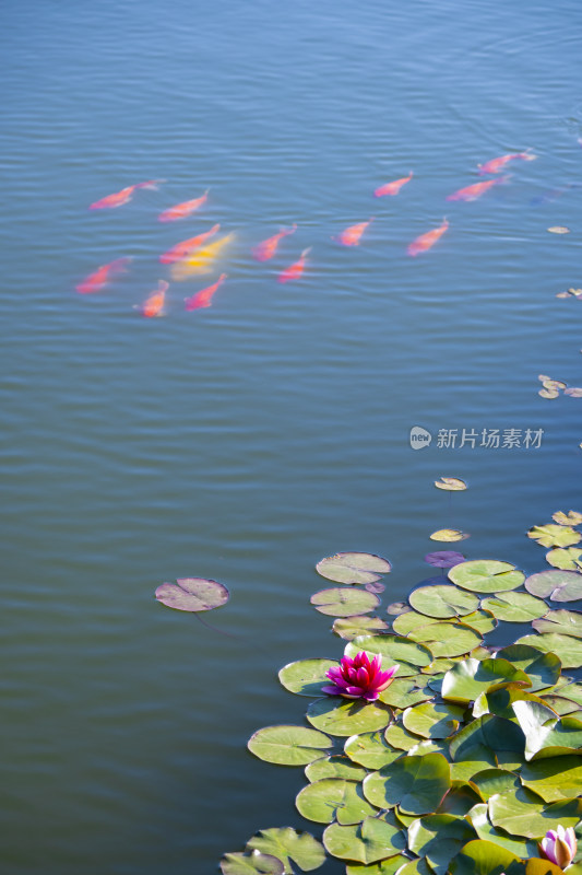 夏天池塘盛开的粉色睡莲和游动的锦鲤风景