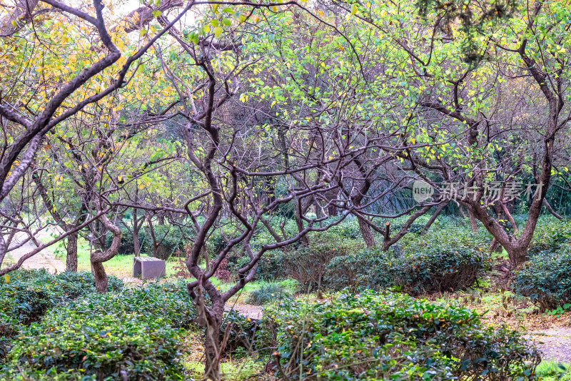 南京钟山风景名胜区明孝陵梅花山风景