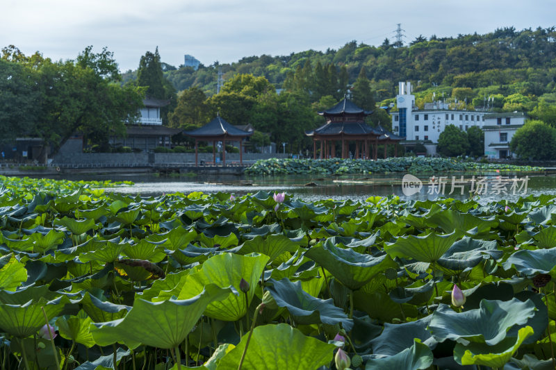 武汉汉阳莲花湖公园园林风光