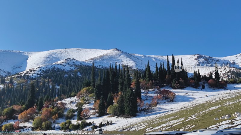 雪山下多彩树木构成的美丽自然景观