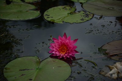 即将被水淹没的花