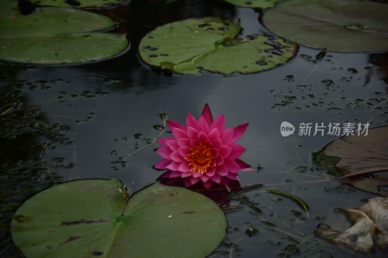 即将被水淹没的花