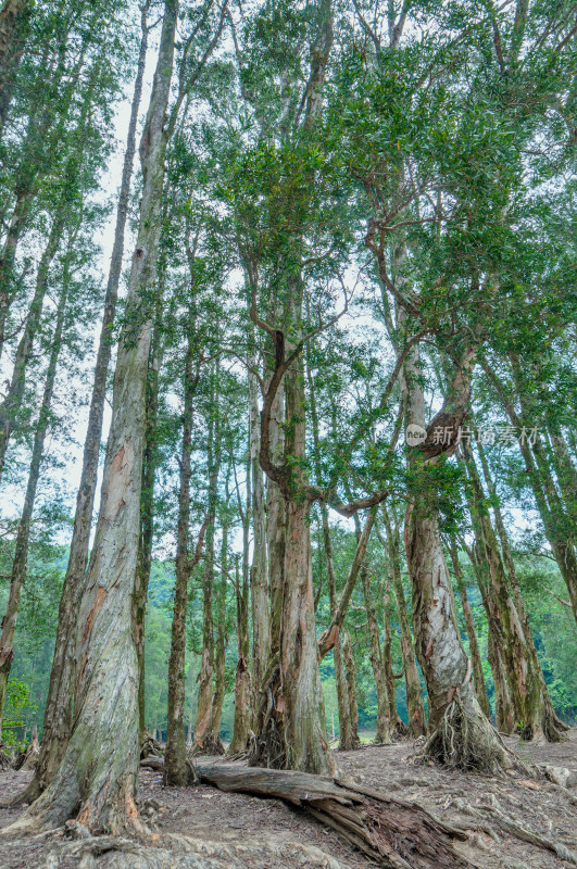 香港城门郊野公园森林树林自然风光